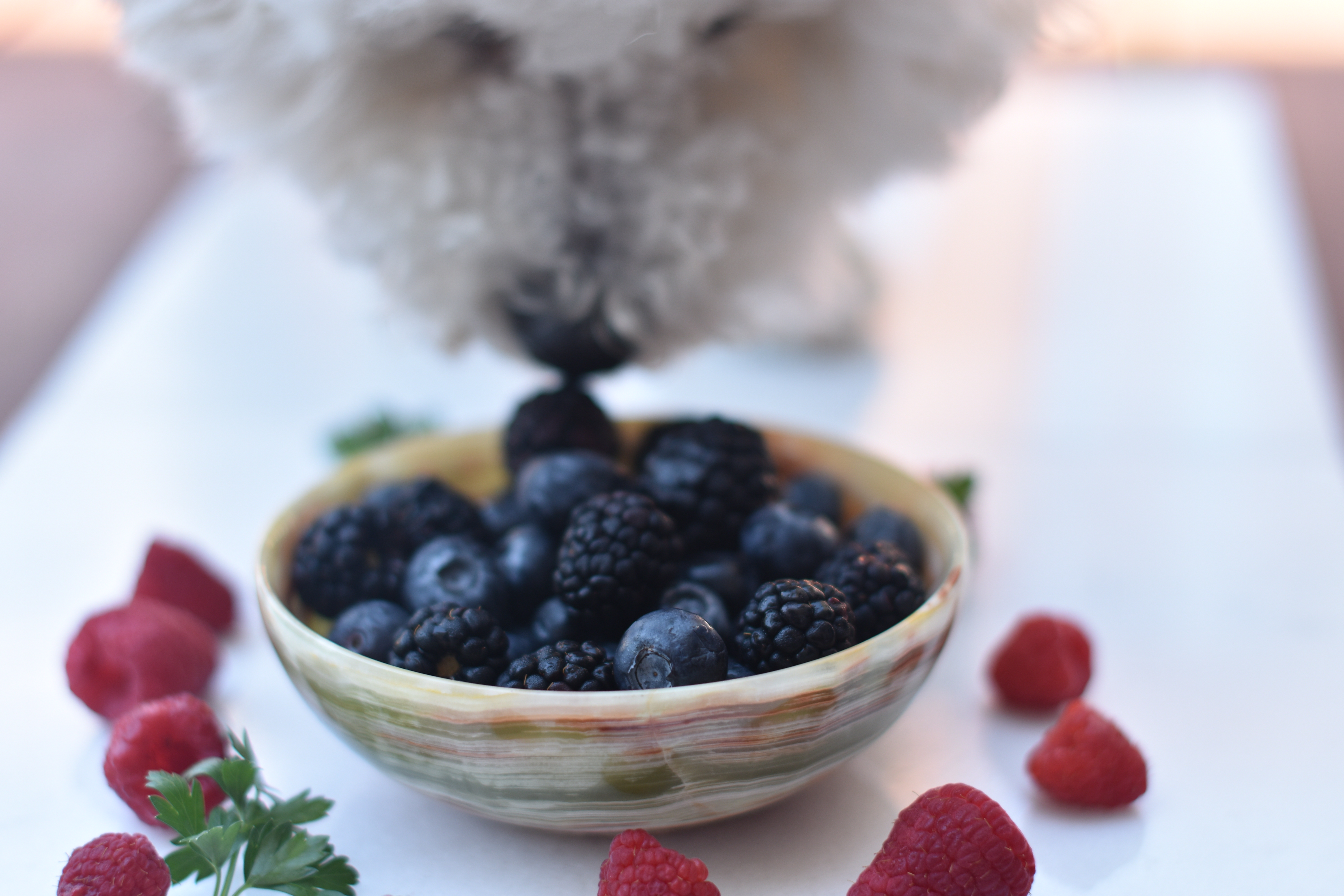 Bichon with cancer-fighting Berries