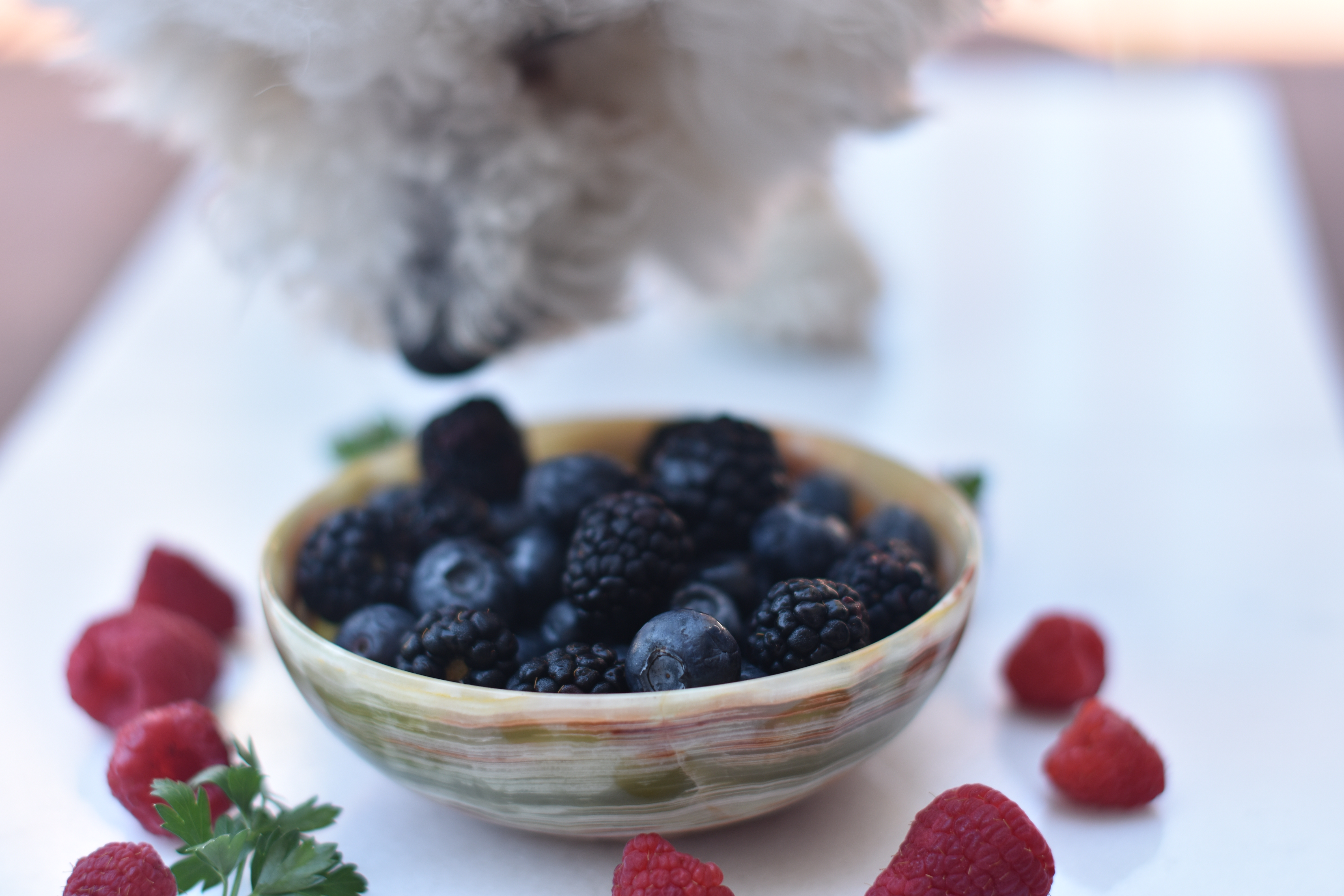 Bichon Frise and Berries