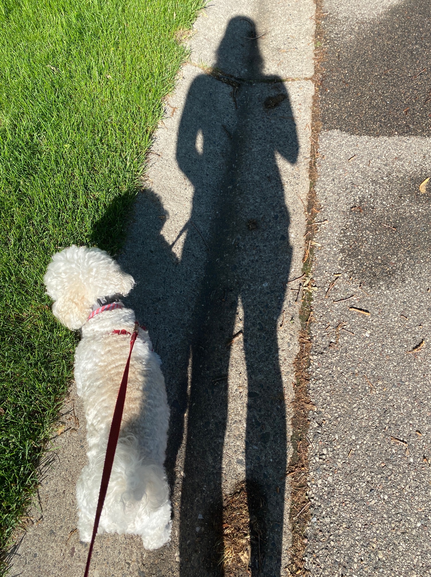 Curb cravings by walking the dog