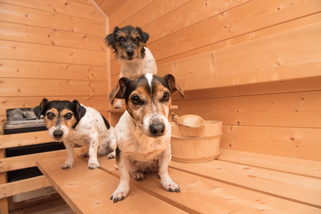 Dogs in Sauna